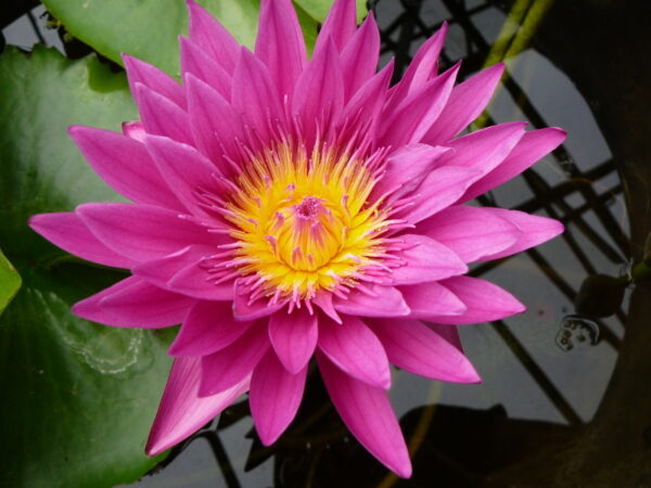 Nymphaea 'Bull's Eye' – Image 3