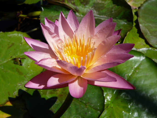 Nymphaea 'Tropic Sunset'