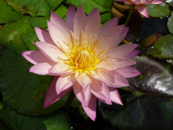 Nymphaea 'Tropic Sunset' – Image 2