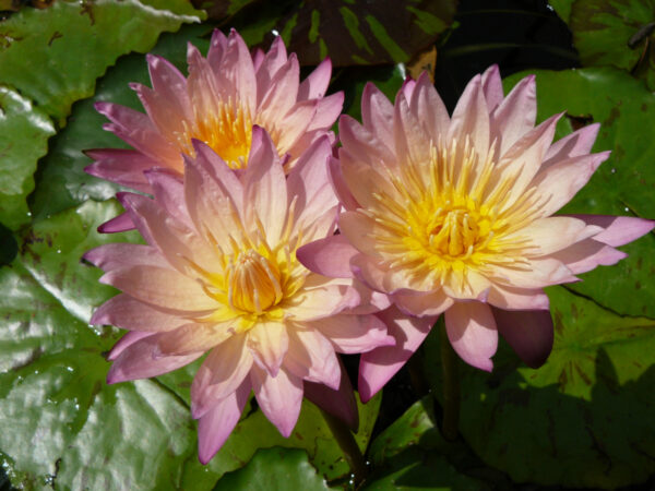 Nymphaea 'Tropic Sunset' – Image 4