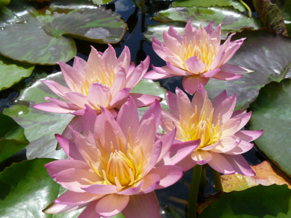 Nymphaea 'Tropic Sunset' – Image 3