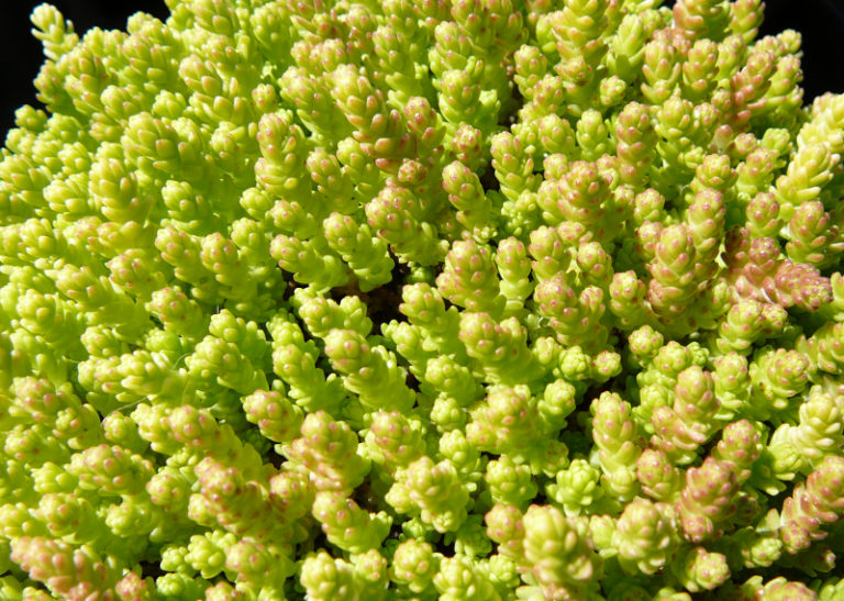 Sedum Acre Aureum Féérie Végétale